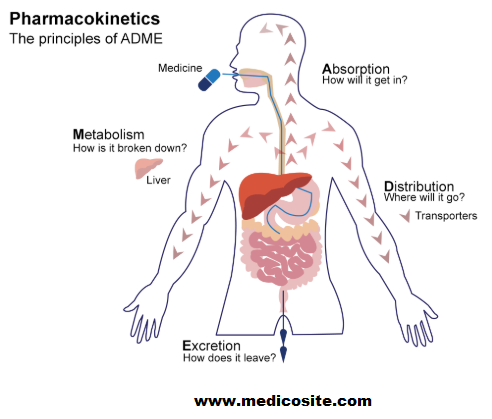 Pharmacokinetics